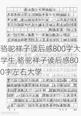 骆驼祥子读后感800字大学生,骆驼祥子读后感800字左右大学